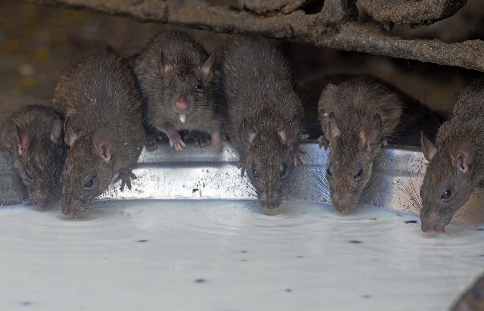 Ratas Virus 1